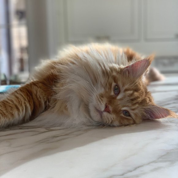 Naps are good! π¦ Foxy knows best π¦ - Picture 3 of 16